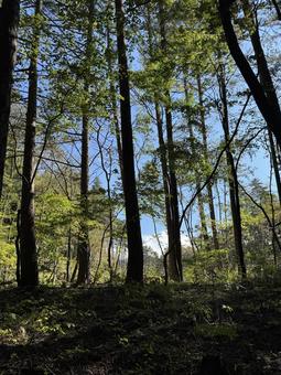 秋の赤松林 秋の赤松林 赤松林,松林,風景の写真素材