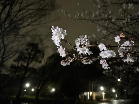 夜の桜3 夜の桜3の写真