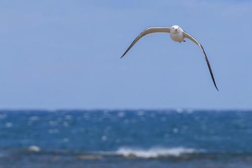 ウミネコ ウミネコの写真