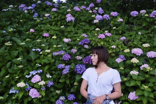 アジサイ アジサイの写真