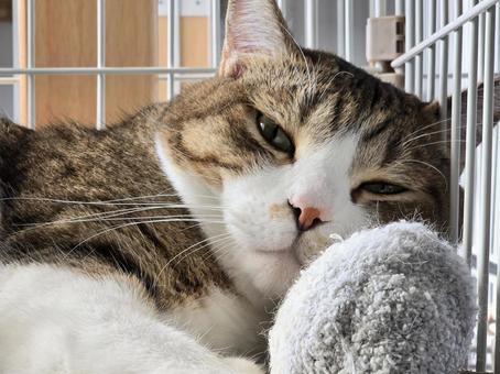 まったりする猫 猫,ネコ,ペットの写真素材