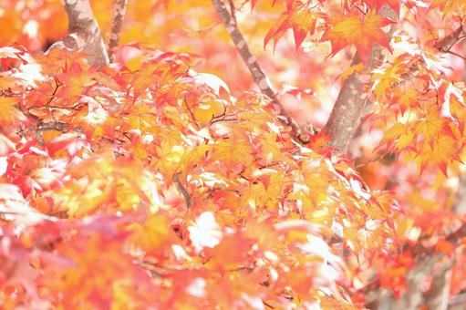 紅葉 紅葉の写真