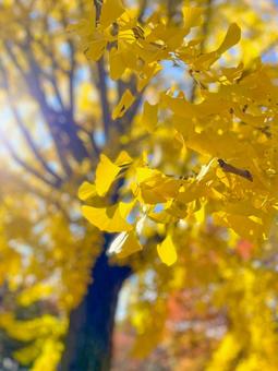 木漏れ日と銀杏 イチョウ,秋,黄色の写真素材