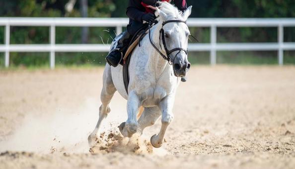 馬場を気持ち良さそうに走る白馬 馬場を気持ち良さそうに走る白馬の写真