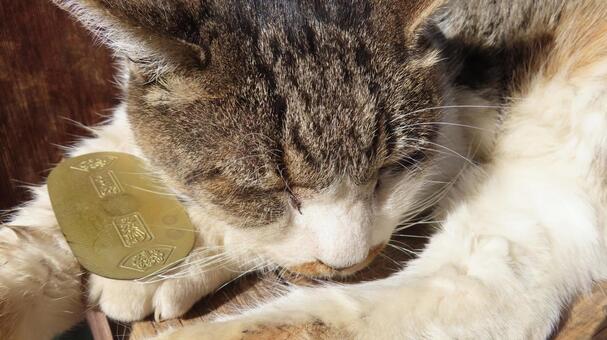 猫に小判 猫,小判,猫に小判の写真素材
