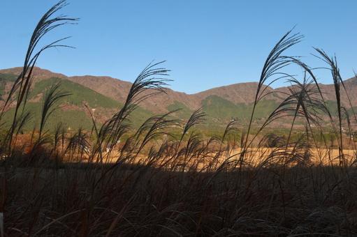 仙石原のススキ 仙石原,ススキ,すすきの写真素材