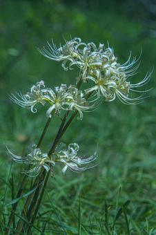 白色のヒガンバナの写真