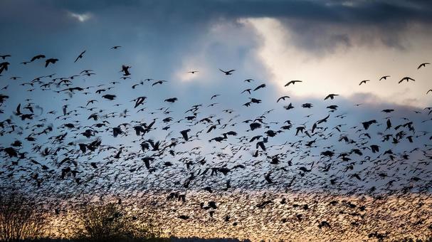 鳥の群れ 鳥の群れの写真