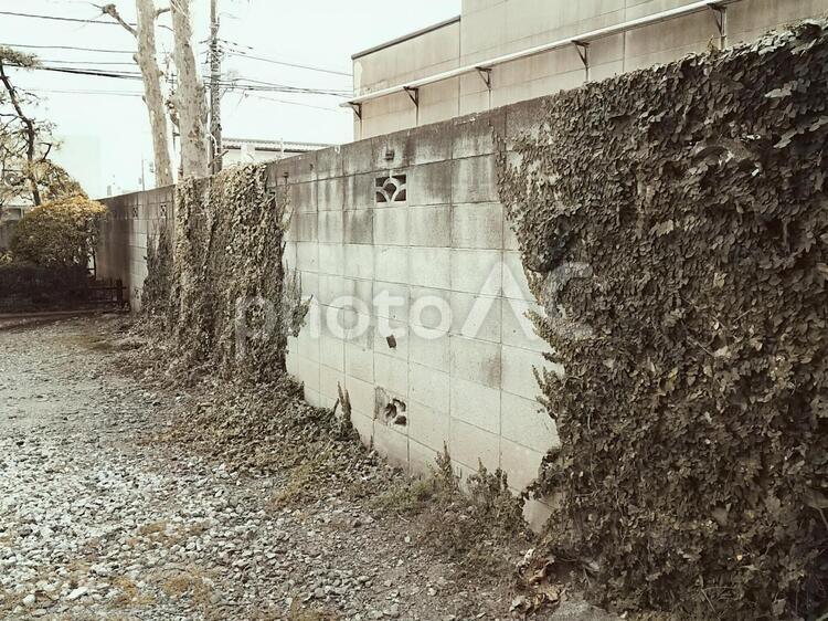 蔦の絡まる壁（セピア） 蔦,ツタ,緑の写真素材