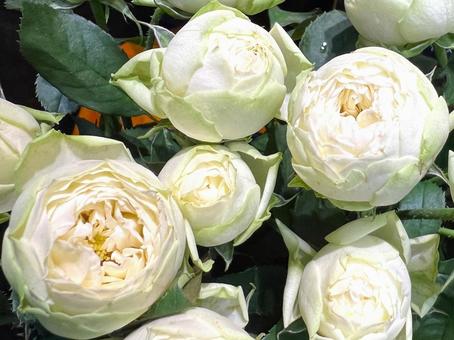 かわいい白いバラ かわいい白いバラ バラ,花,アップの写真素材