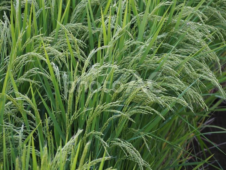 夏の田んぼ　稲穂 稲,稲穂,イネの写真素材