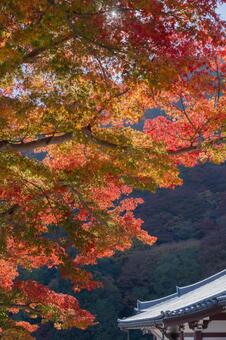 紅葉越しに望む善峯寺の屋根と山並み 善峯寺,京都,紅葉の写真素材
