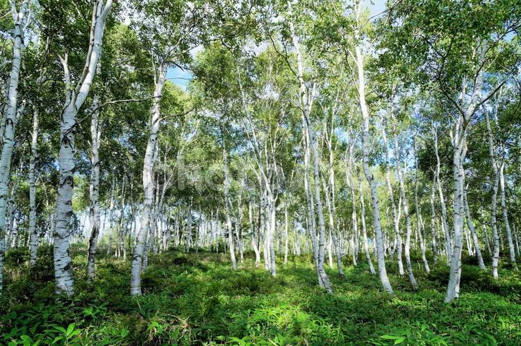 長野県佐久穂町八千穂高原の白樺群生地 白樺,白樺群生地,八千穂高原の写真素材