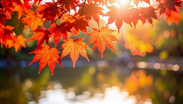 秋の紅葉 秋の紅葉の写真