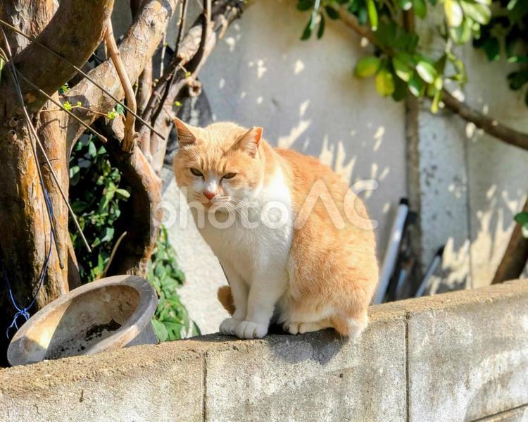 塀の上の野良猫 茶トラ,ネコ,野良猫の写真素材