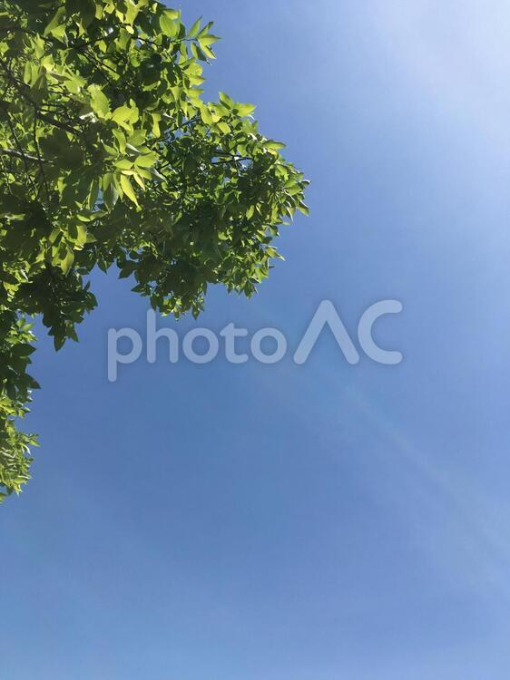 青空と緑と光 青空,光,背景素材の写真素材