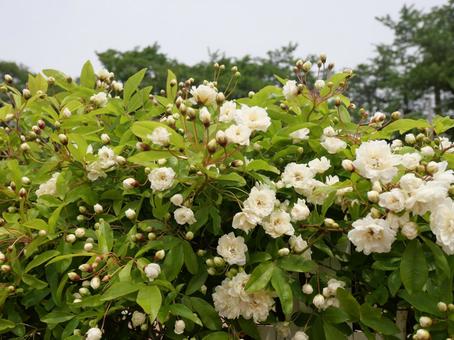 白いモッコウバラ2の写真