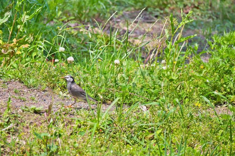 田んぼにいる小さい鳥 風景,田んぼ,野鳥の写真素材
