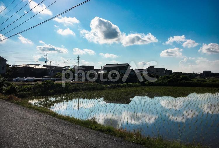 水田に映る青空と雲のある風景 水田,田んぼ,青空の写真素材
