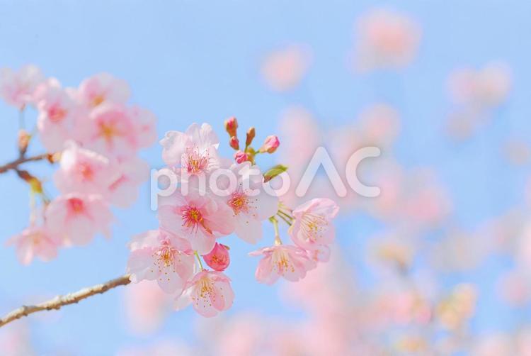 春のかわいいピンクの桜と青空 桜,サクラ,さくらの写真素材