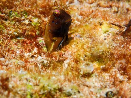 ロウソクギンポ(婚姻色) ロウソクギンポ,婚姻色,ギンポの写真素材