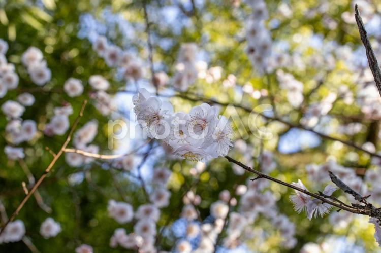 春の日差しを浴びて輝く満開の白い梅の花 植物,花,自然の写真素材