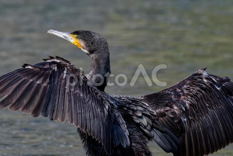 羽干しをするカワウ、クローズアップ カワウ,川鵜,ウの写真素材