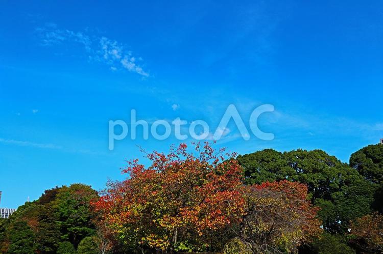 晴れた日　青い空と松 空,青い空,紅葉の写真素材
