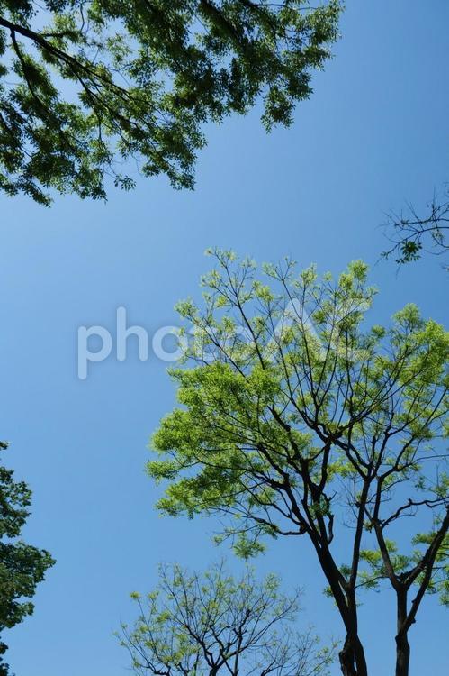 樹木の下から空を見上げる 見上げる,青空,晴天の写真素材