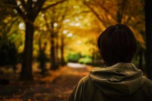 ＜素材＞朝のイチョウ並木を散策する女性 女性,紅葉,イチョウの写真素材