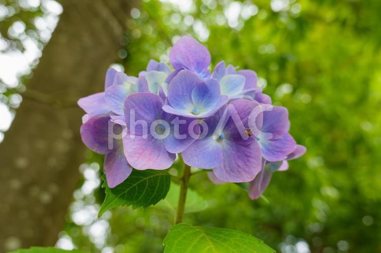 初夏の光を浴びる青紫の紫陽花 紫陽花,花,青の写真素材