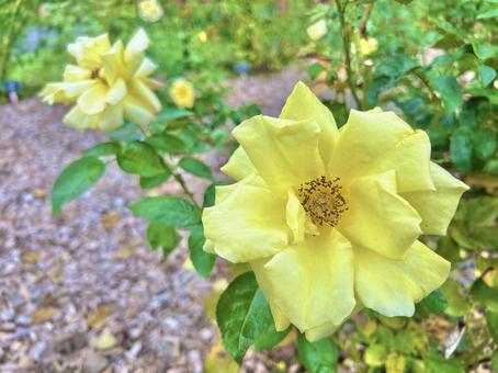 バラ バラ,黄色,花の写真素材