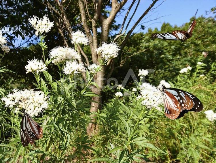 アサギマダラとフジバカマ(3匹) アサギマダラ,フジバカマ,チョウの写真素材