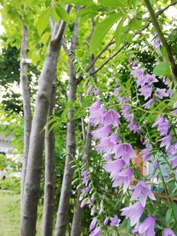 Early summer garden campanula, JPG