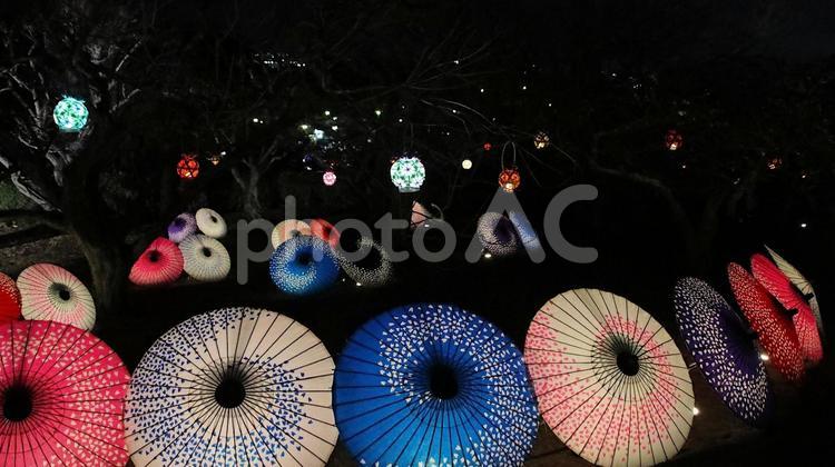 岩本山公園　早春梅園の和傘アート 夜景,春,梅園の写真素材