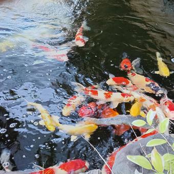 泳ぐ宝石錦鯉 泳ぐ宝石錦鯉 鯉,錦鯉,泳ぐの写真素材