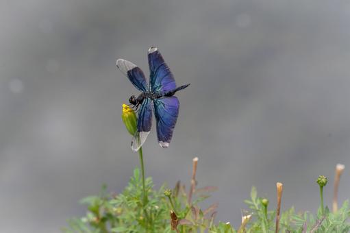 Butterfly dragonfly, JPG