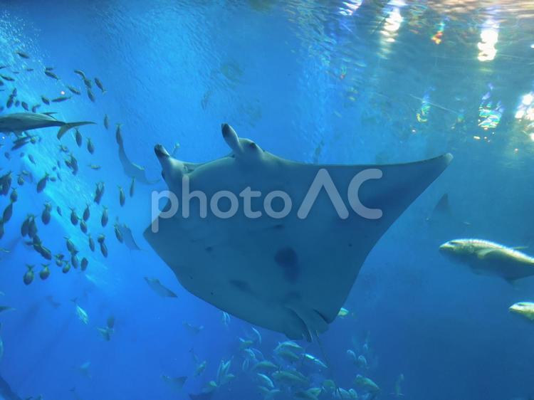 海のファントム マンタ,エイ,水族館の写真素材