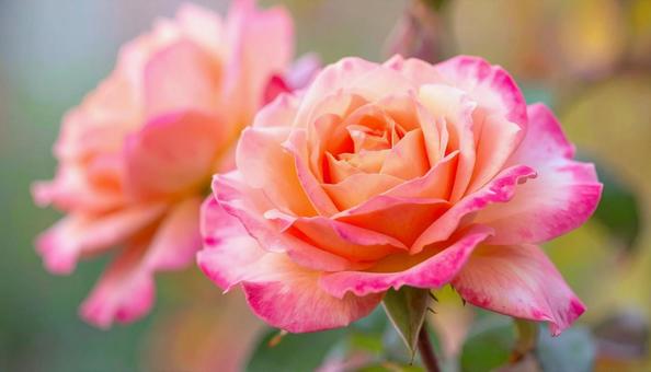 秋の花　薔薇　ピンク色の写真