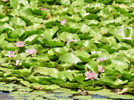 京都龍安寺庭園のハスの花 京都龍安寺庭園のハスの花 ハス,蓮,花の写真素材