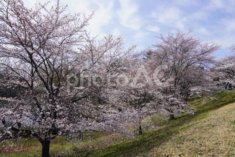 桜の風景 桜,春,晴れの写真素材