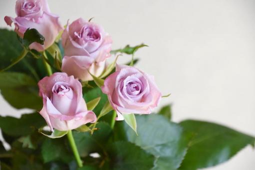 紫のばら 紫,ばら,水滴の写真素材