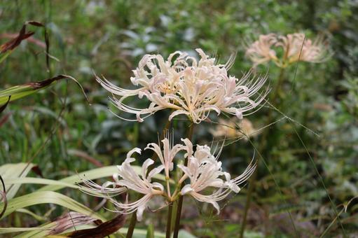 野生のシロバナマンジュシャゲの花のアップ 野生のシロバナマンジュシャゲの花のアップの写真