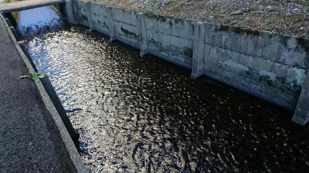 夜の用水路の写真