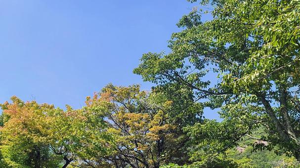 散策 散策 森林浴,森,自然の写真素材