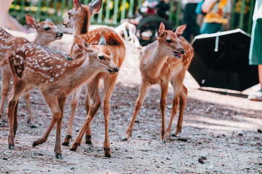 向こうが何か騒がしいです。 鹿,動物,哺乳類の写真素材