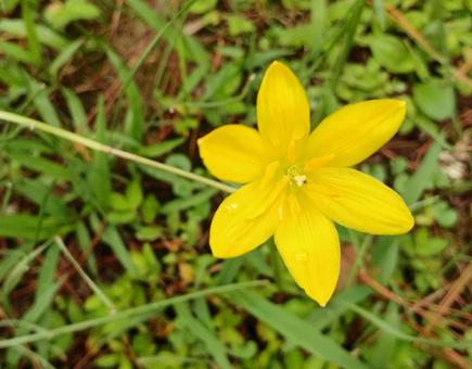 ゼフィランサス ゼフィランサスの写真