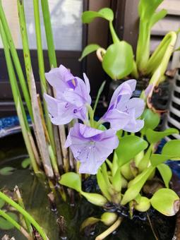 ホテイアオイの花 ホテイアオイの花の写真