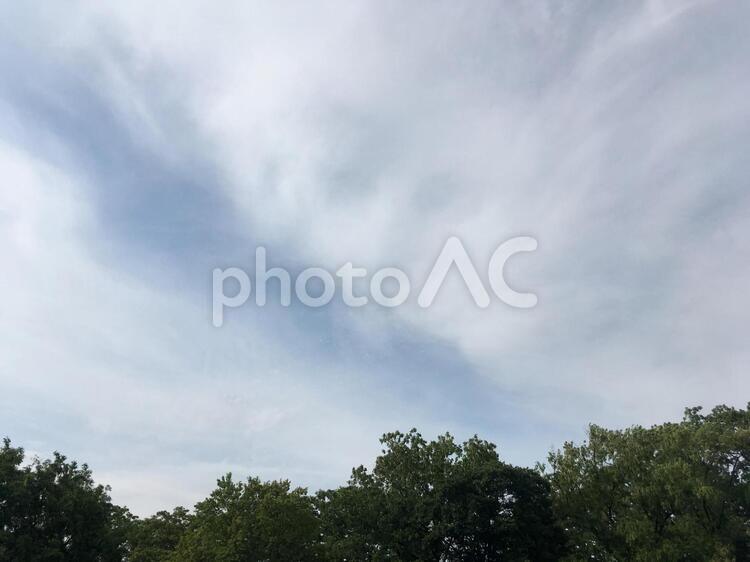 木と空 空,木,緑の写真素材