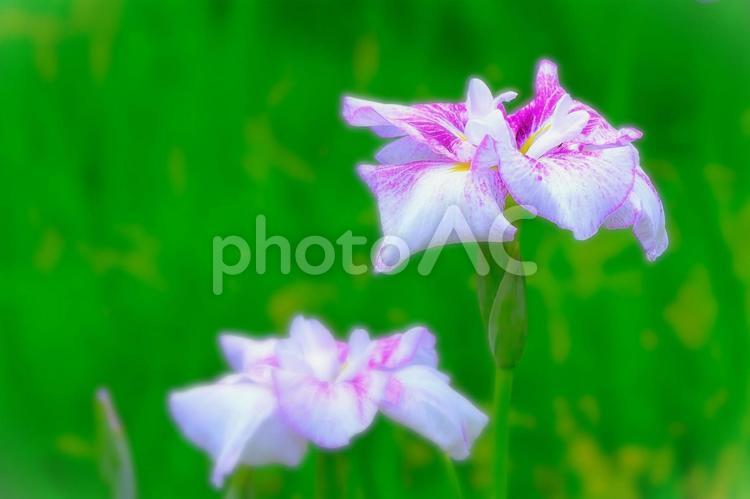 薄紫の美しい花菖蒲 植物,花,菖蒲の写真素材